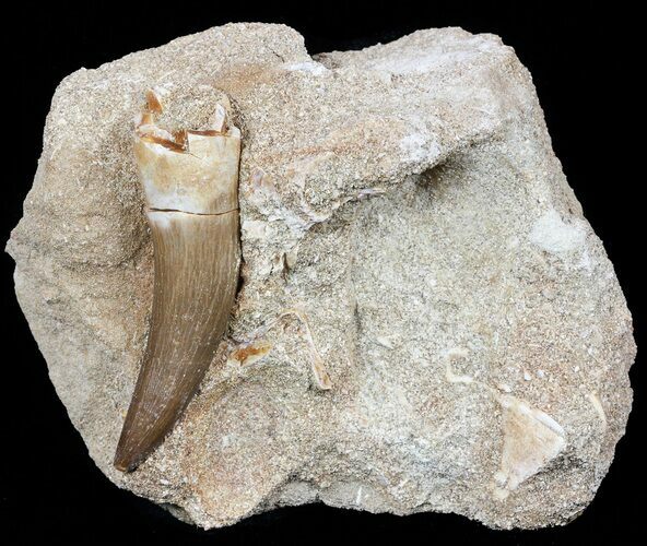 Fossil Plesiosaur (Zarafasaura) Tooth In Rock #56410